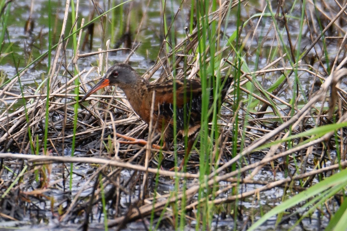 Virginia Rail - ML637447183