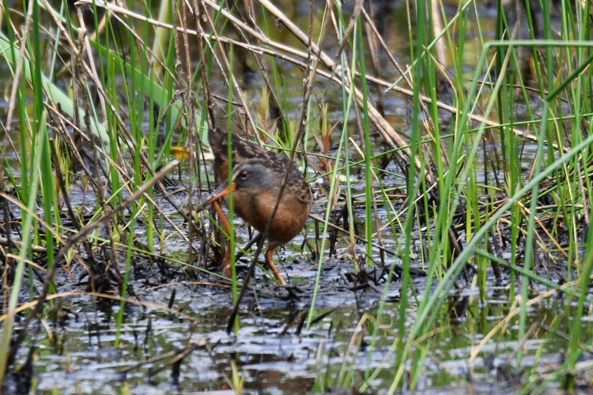 Virginia Rail - ML637447184