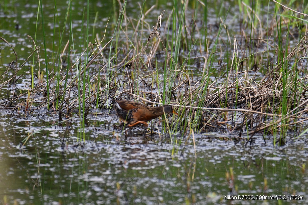 Virginia Rail - ML637447185