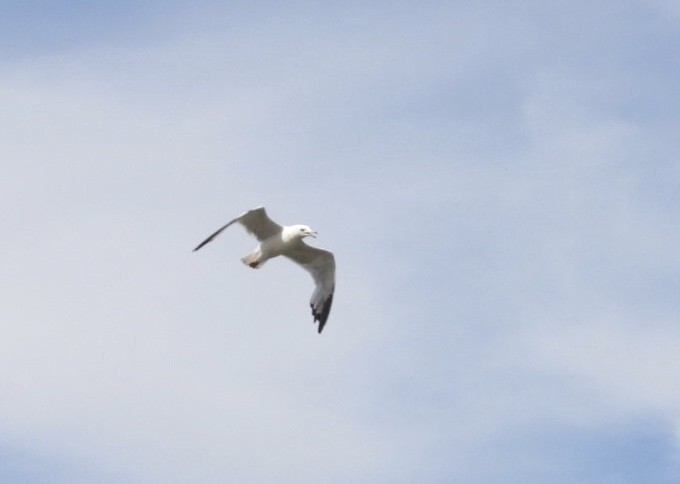 Ring-billed Gull - ML637447204
