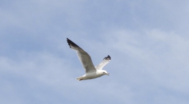 Ring-billed Gull - ML637447205