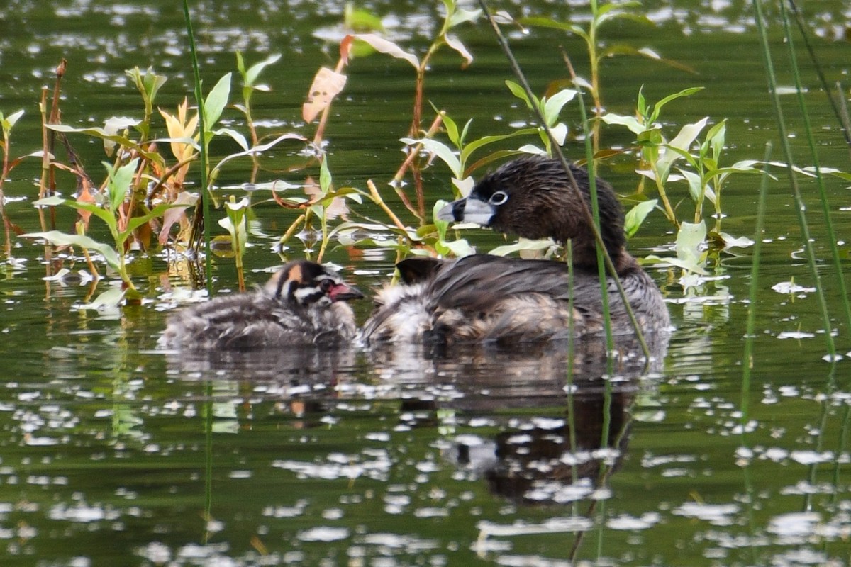 Pied-billed Grebe - ML637447207