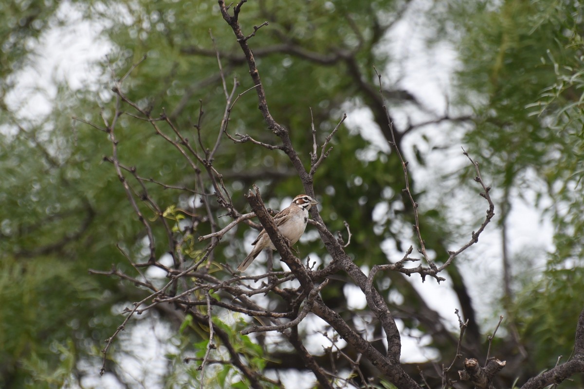 Lark Sparrow - ML637447208