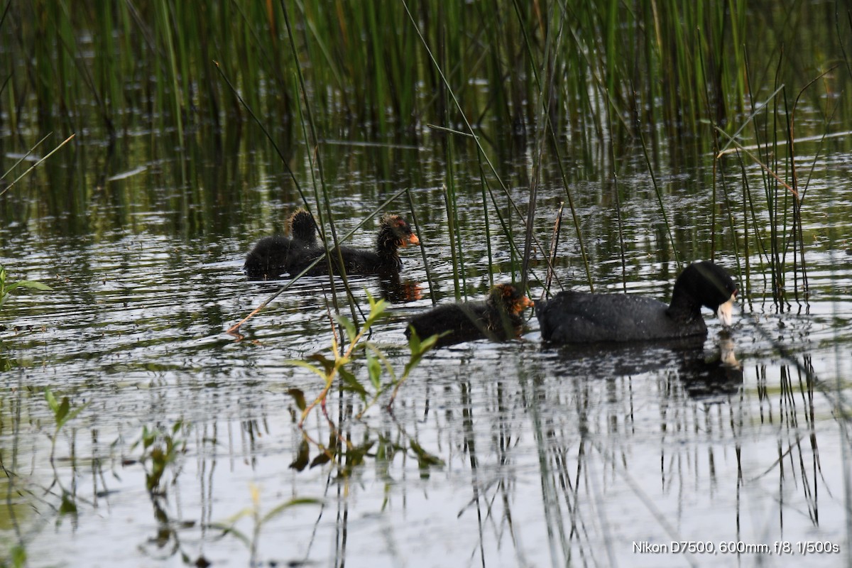 American Coot - ML637447225