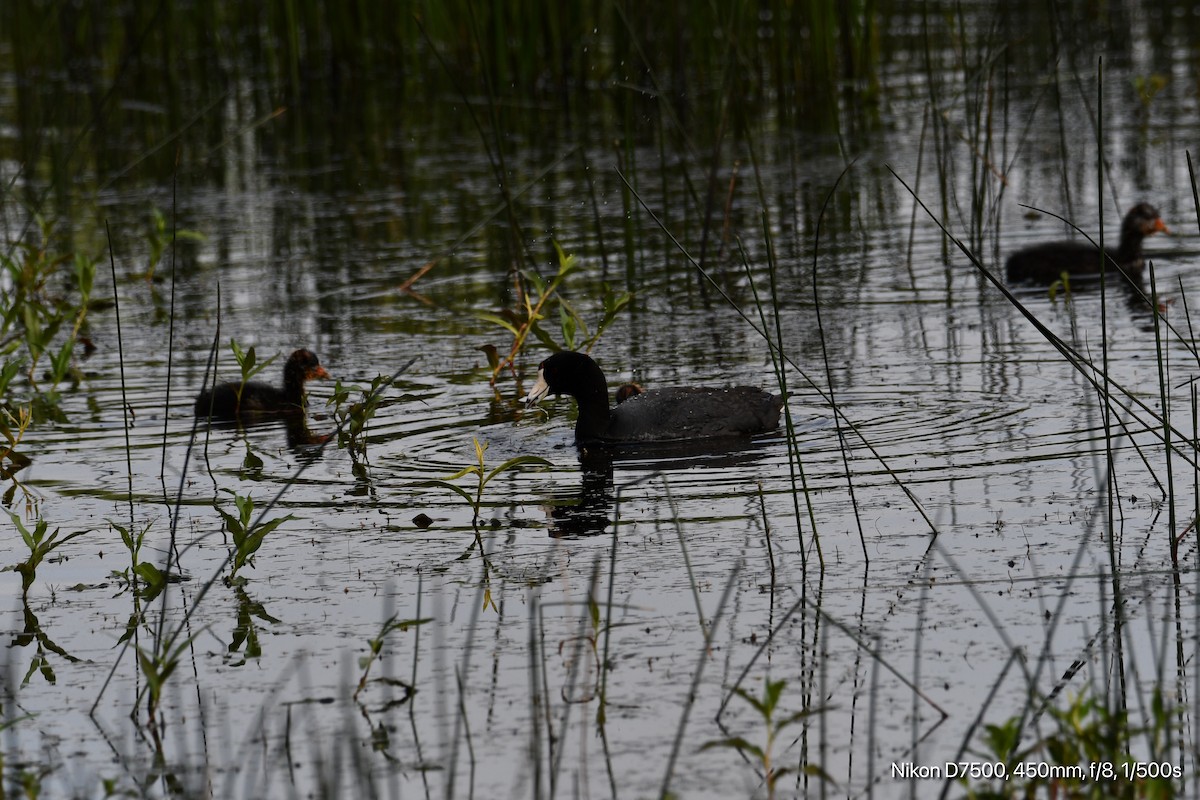 American Coot - ML637447226