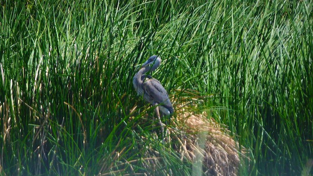 Great Blue Heron - ML637447303