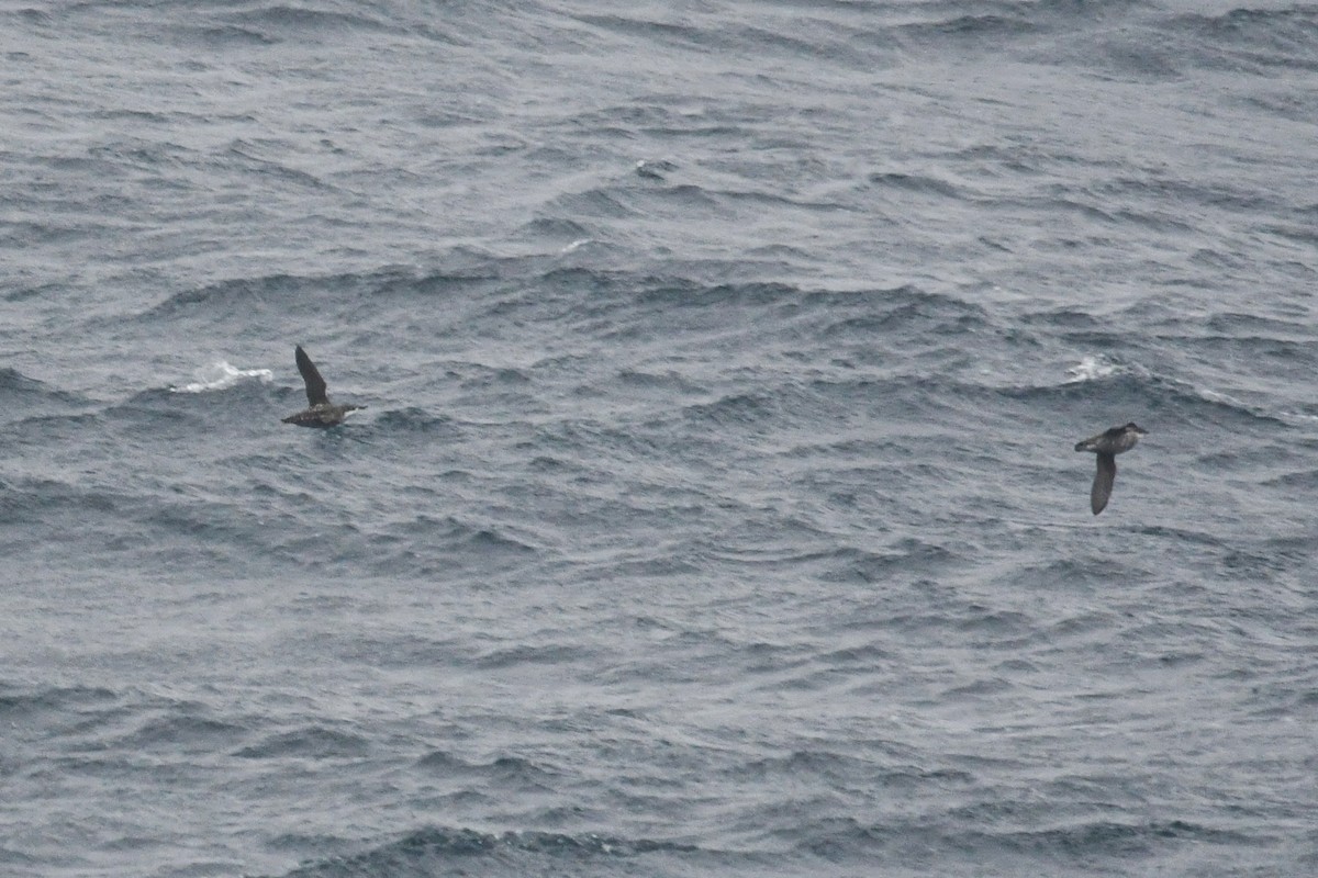 Long-billed Murrelet - ML637447425