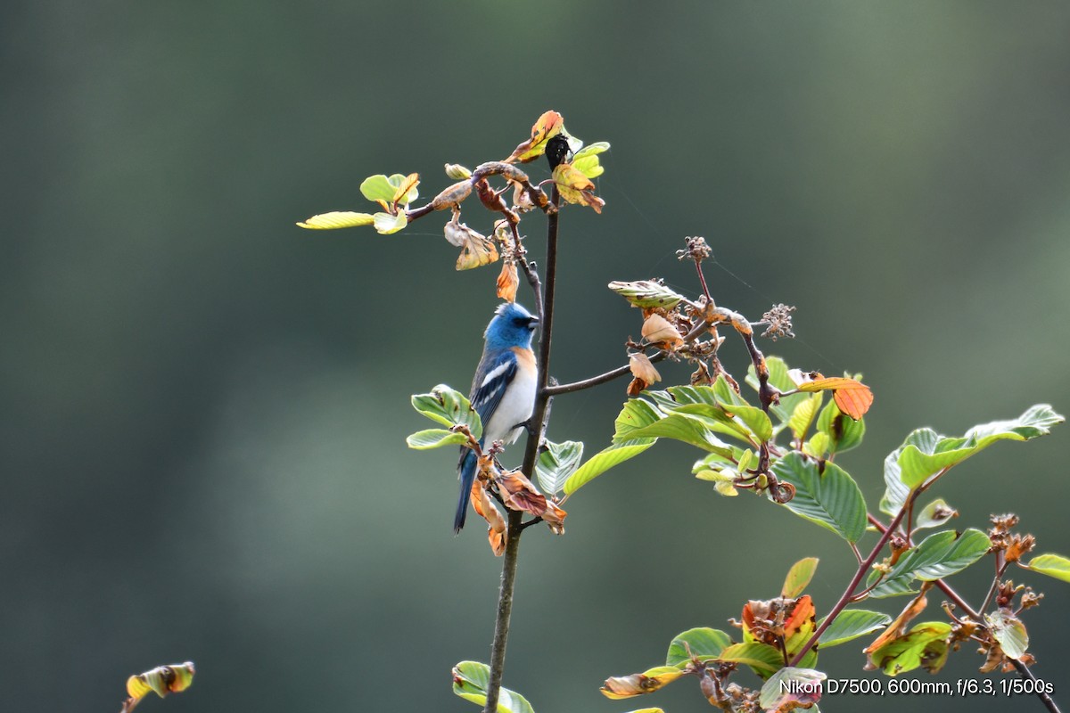Lazuli Bunting - ML637447431