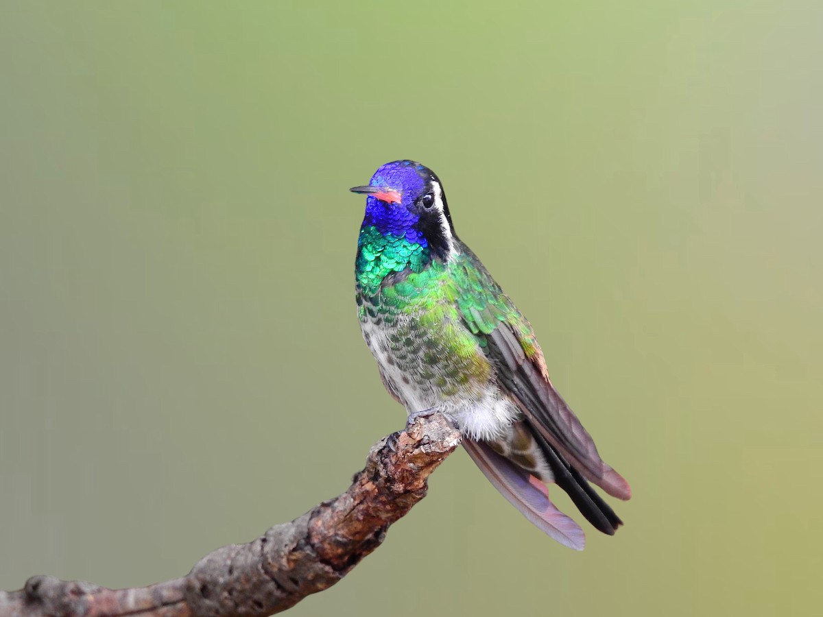 White-eared Hummingbird - ML637447494