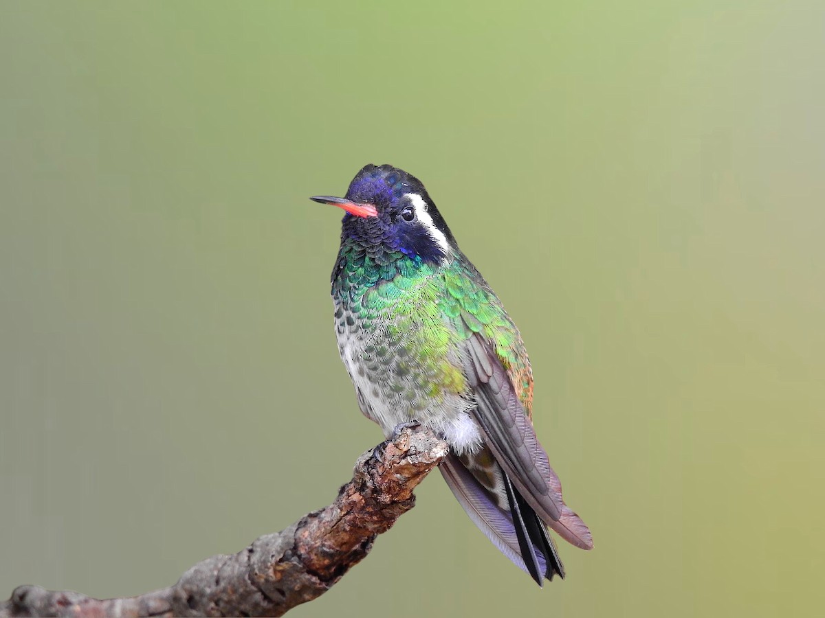White-eared Hummingbird - ML637447495