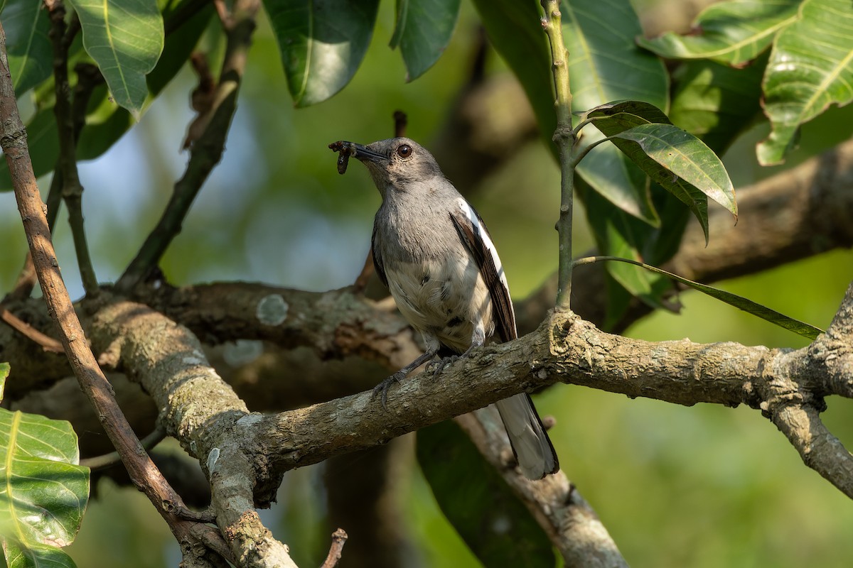 Oriental Magpie-Robin - ML637447523
