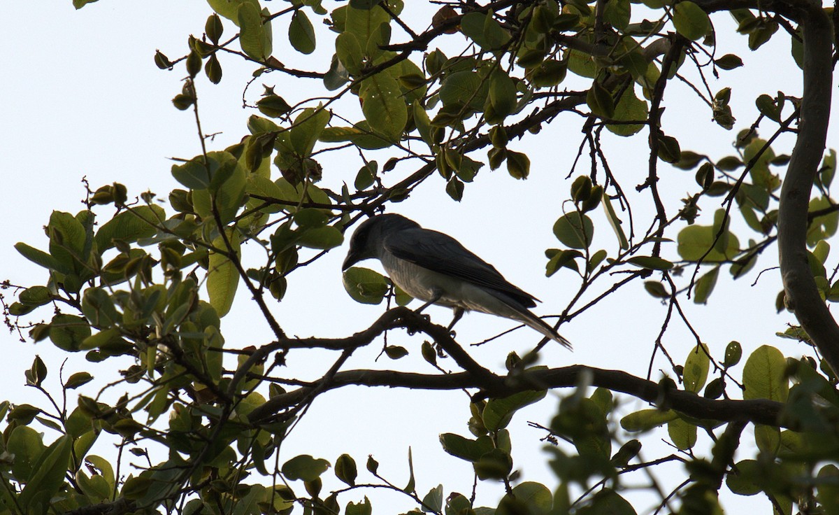 Indian Cuckooshrike - ML637447531