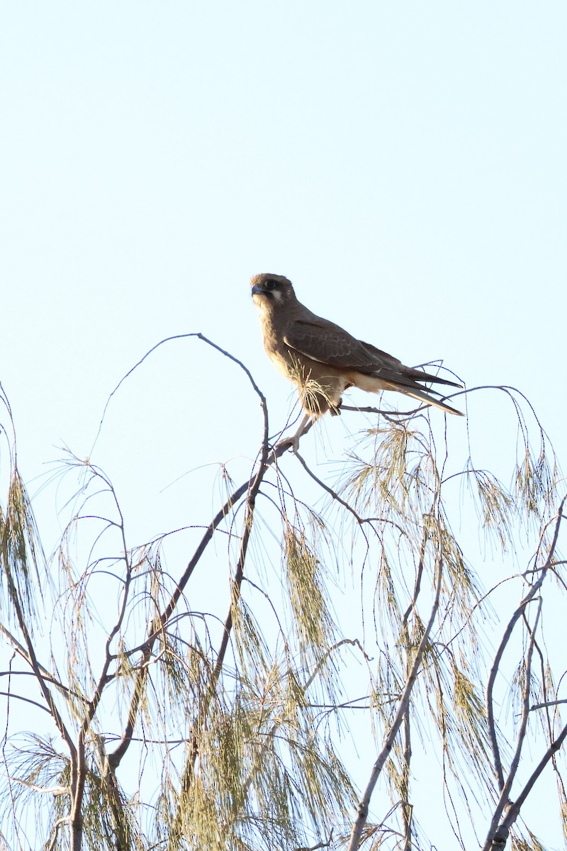 Brown Falcon - ML637447558