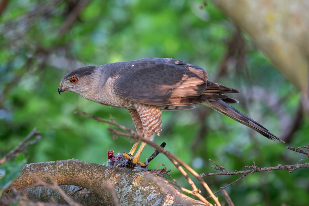 Cooper's Hawk - ML637447565