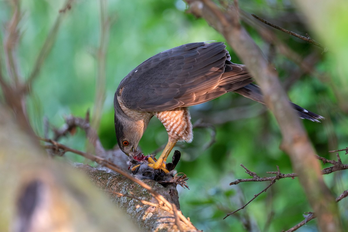 Cooper's Hawk - ML637447577