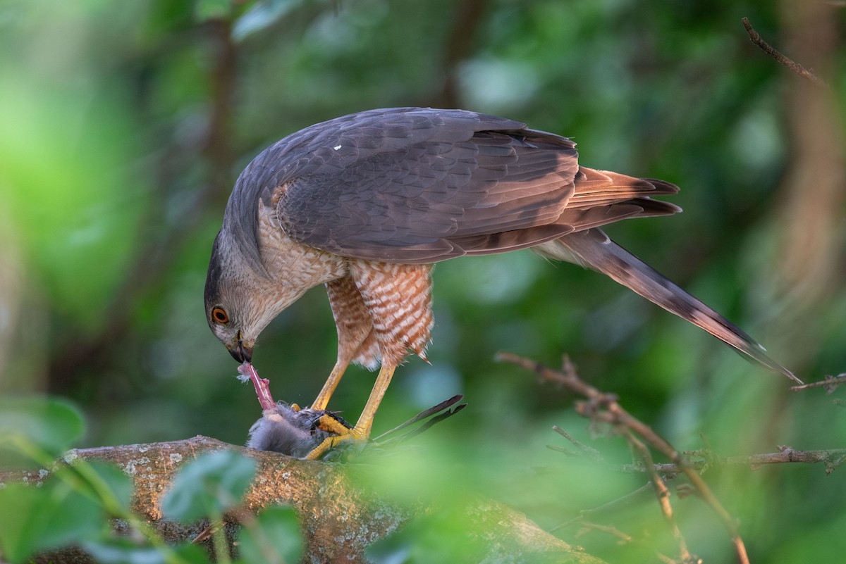 Cooper's Hawk - ML637447600