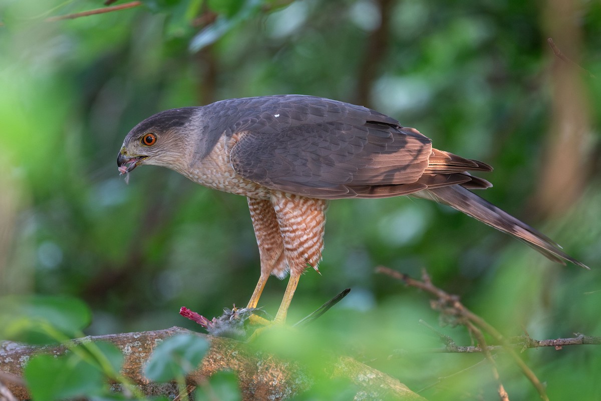 Cooper's Hawk - ML637447601