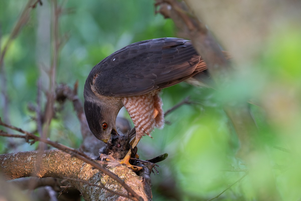 Cooper's Hawk - ML637447602
