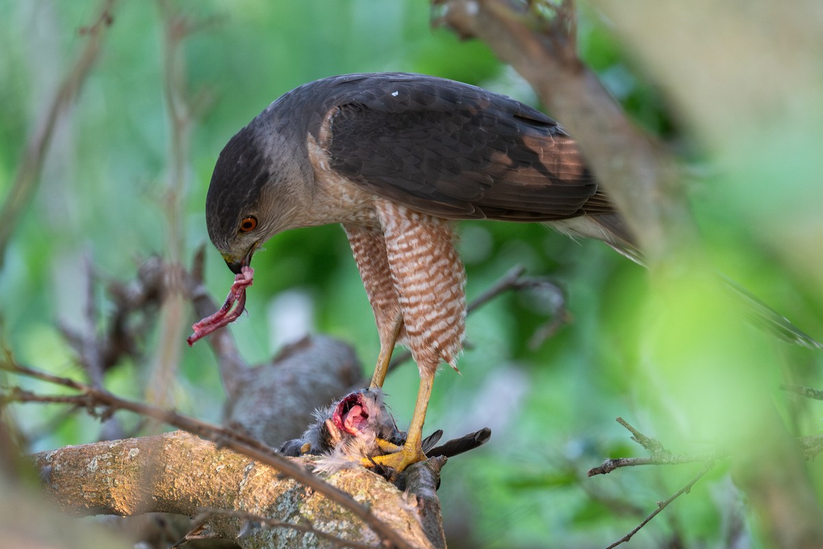 Cooper's Hawk - ML637447606