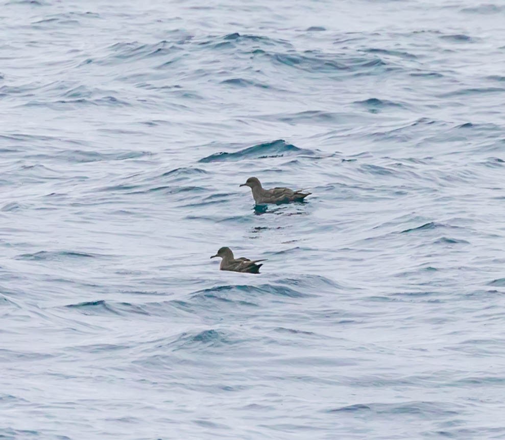 Sooty Shearwater - ML637447611