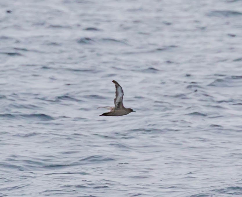 Sooty Shearwater - ML637447617