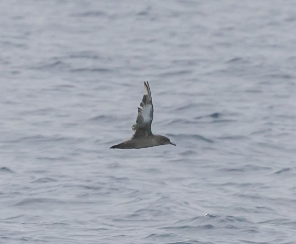 Sooty Shearwater - ML637447637