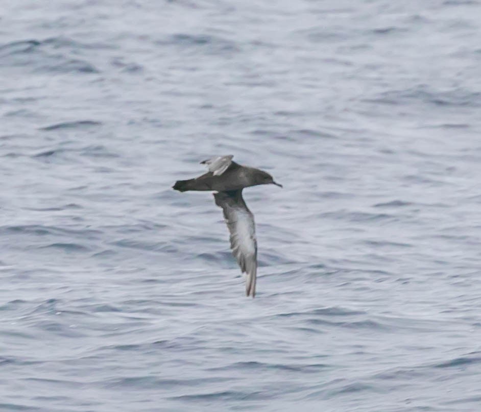 Sooty Shearwater - ML637447638