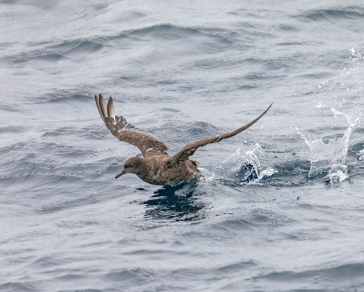 Sooty Shearwater - ML637447652