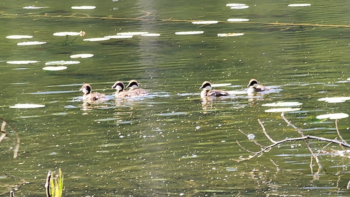 Barrow's Goldeneye - ML637447658