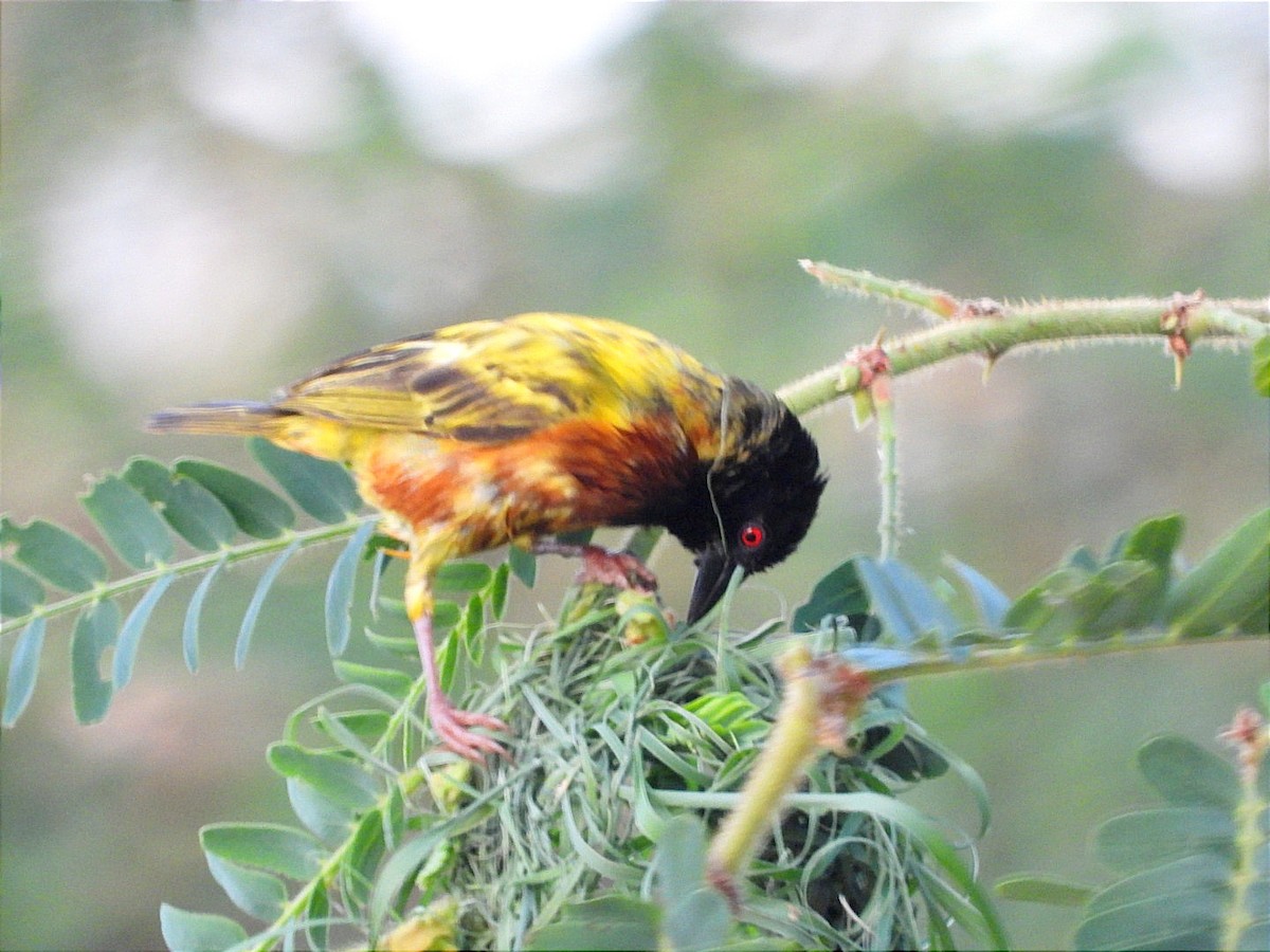 Golden-backed Weaver - ML637447688