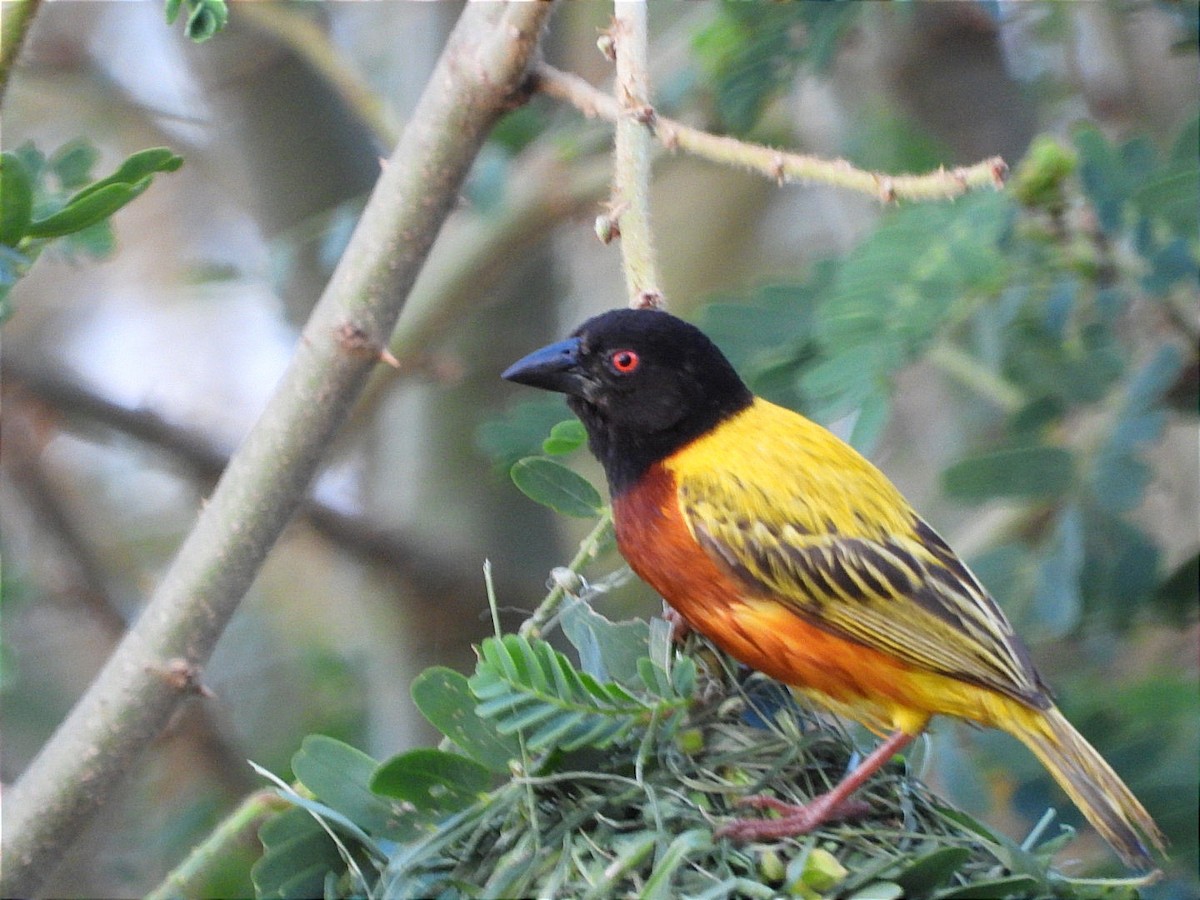 Golden-backed Weaver - ML637447690