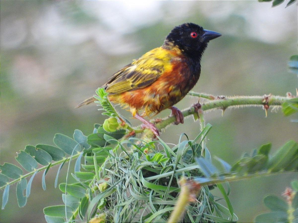 Golden-backed Weaver - ML637447691