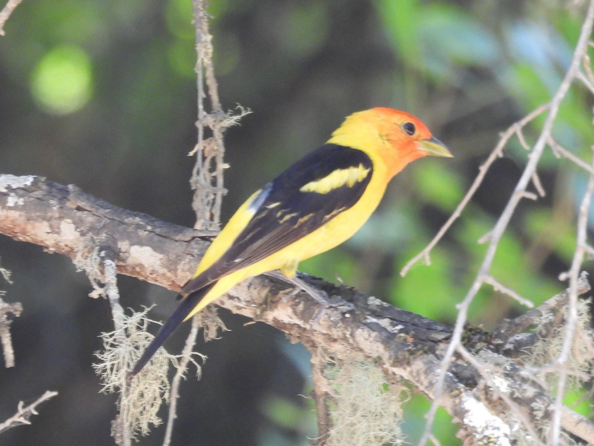 Western Tanager - ML637447753