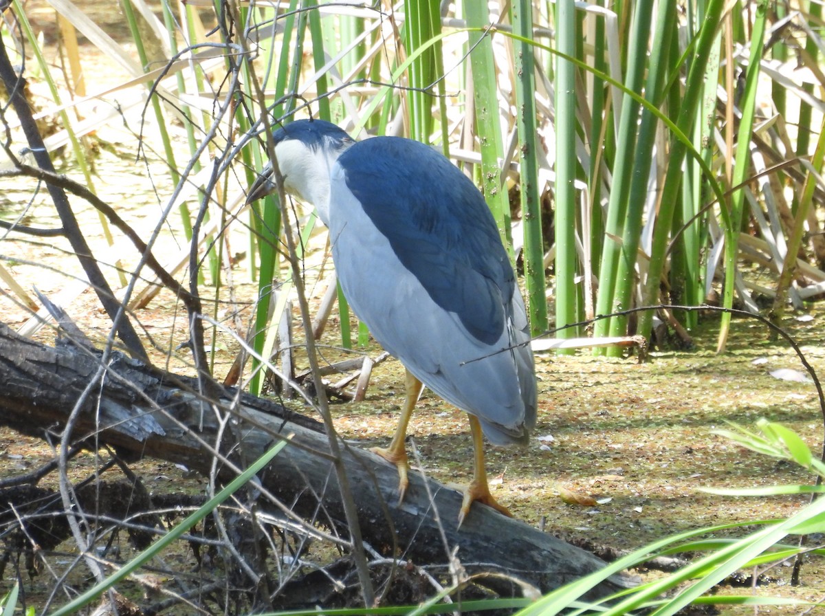 Black-crowned Night Heron - ML637447760