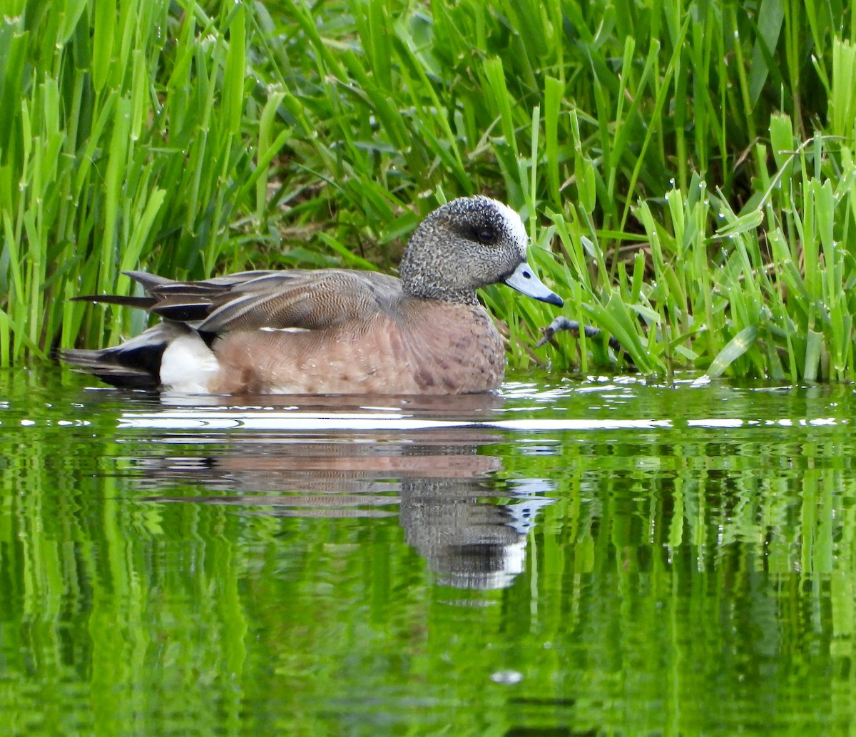 American Wigeon - ML637447763