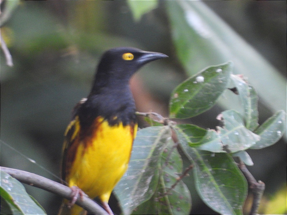 Weyns's Weaver - ML637447774
