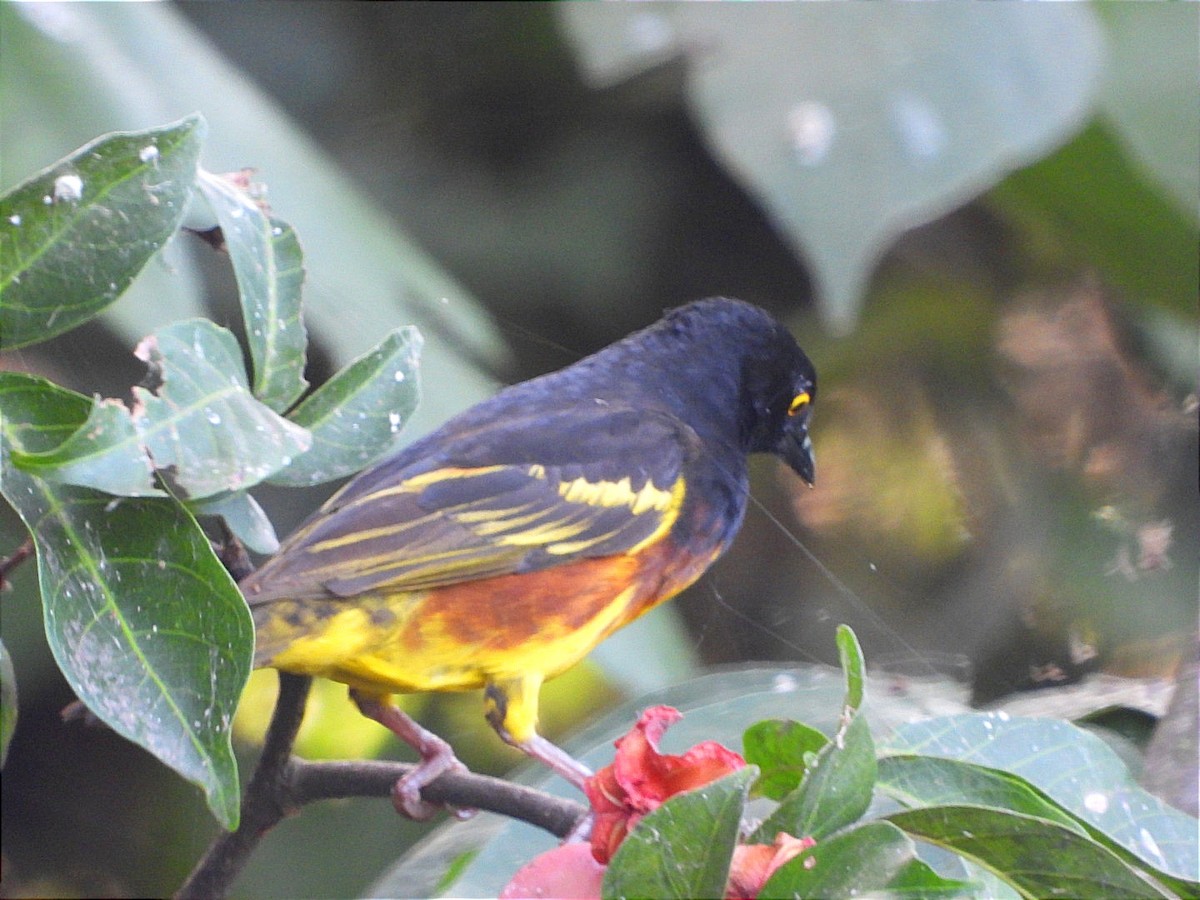 Weyns's Weaver - ML637447775
