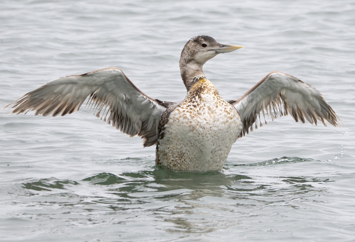 Yellow-billed Loon - ML637447776