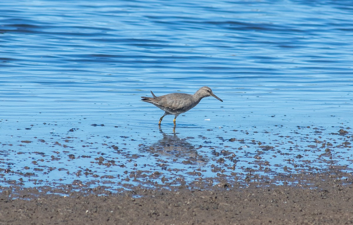 Wandering Tattler - ML637447932