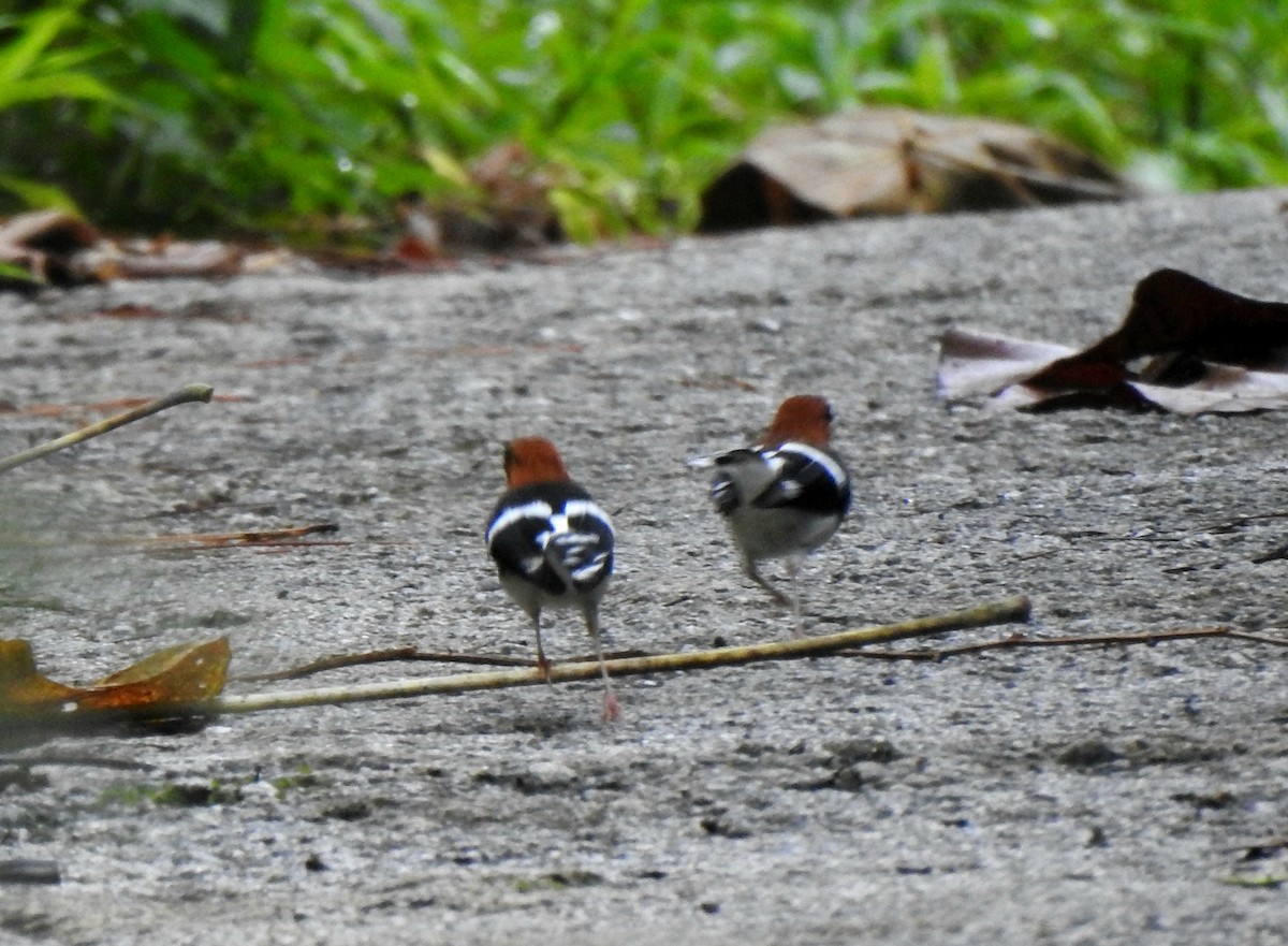 Chestnut-naped Forktail - ML637447934