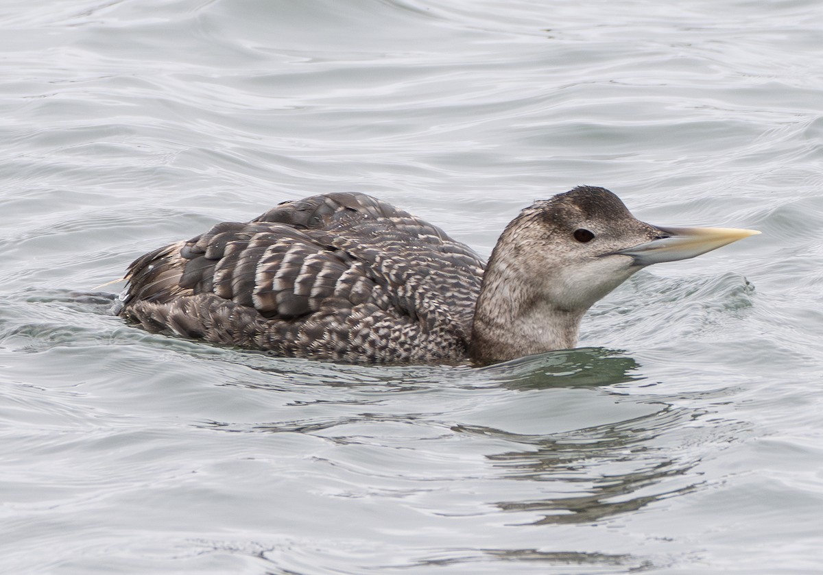 Yellow-billed Loon - ML637447941
