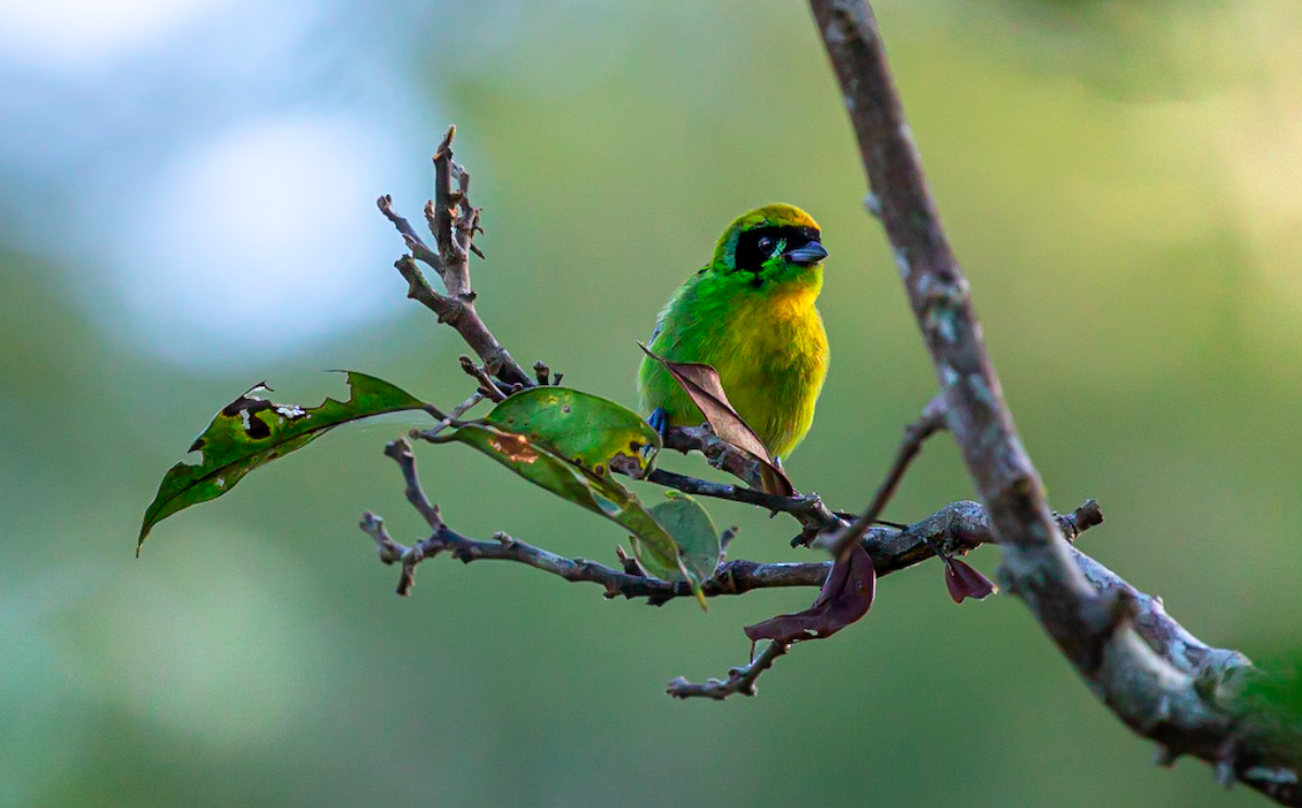 Green-and-gold Tanager - ML637447979