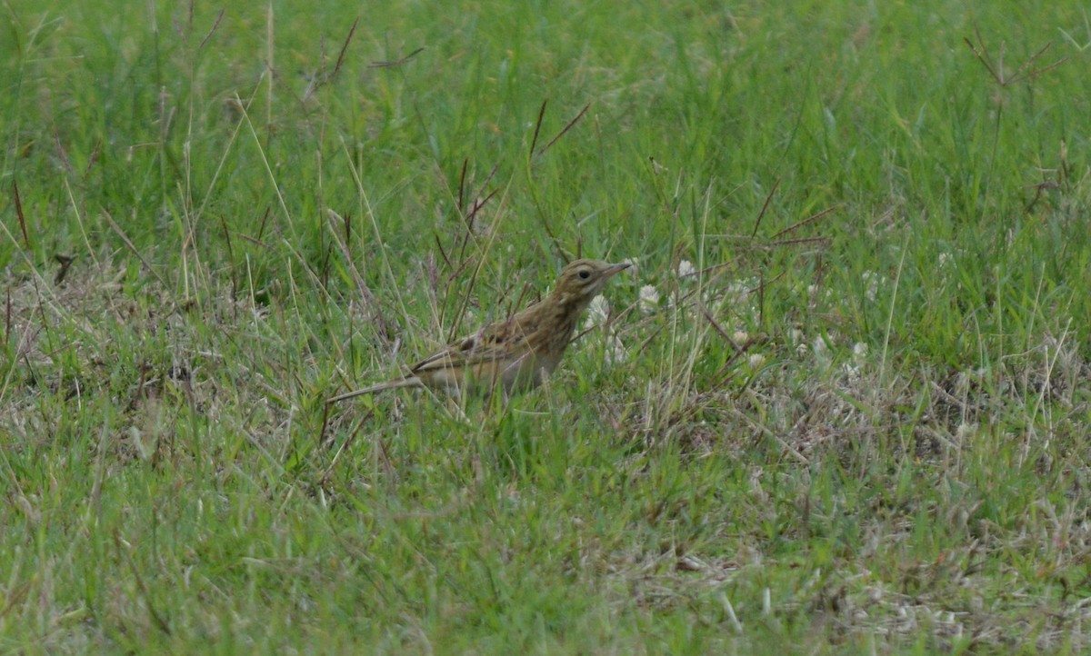 linduška velká - ML637447986