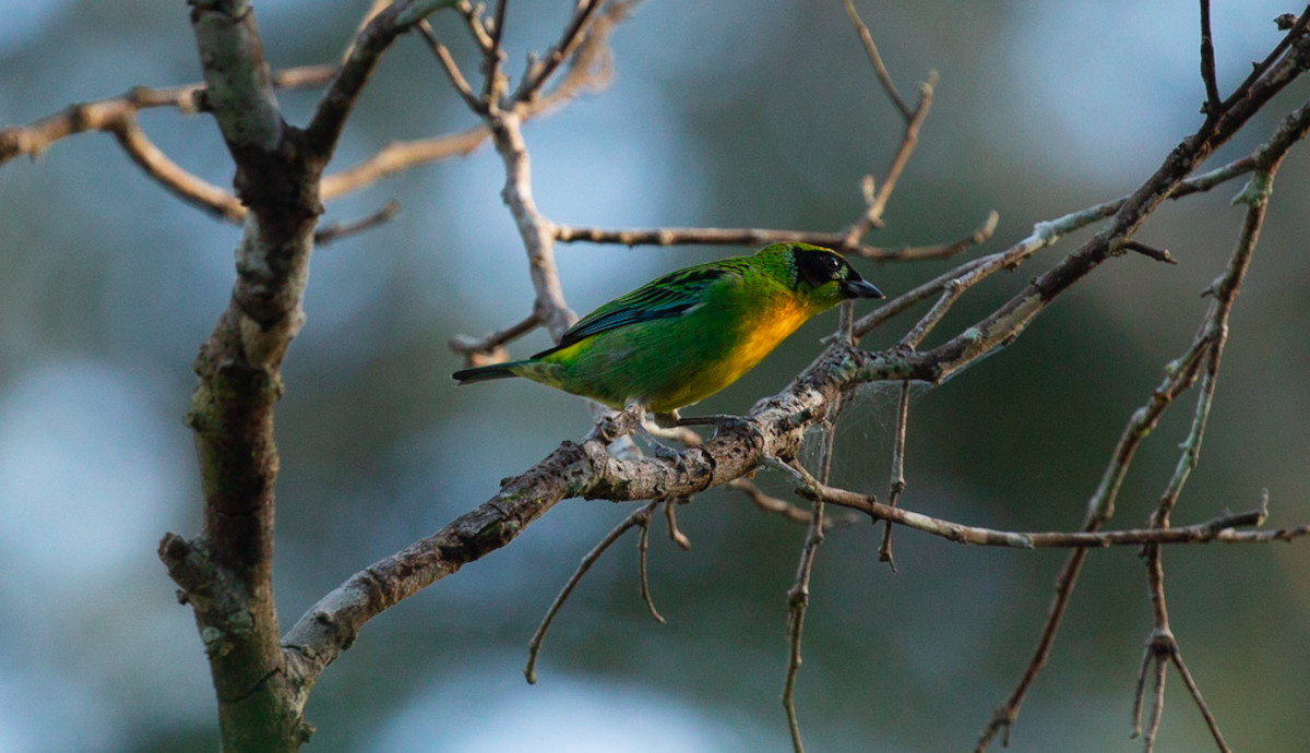 Green-and-gold Tanager - ML637447998
