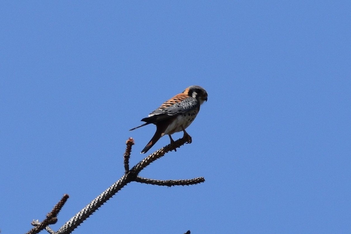 American Kestrel - ML637448023
