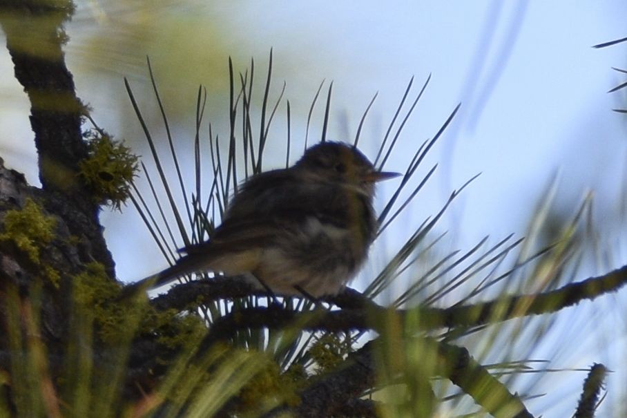 Empidonax sp. - ML637448027