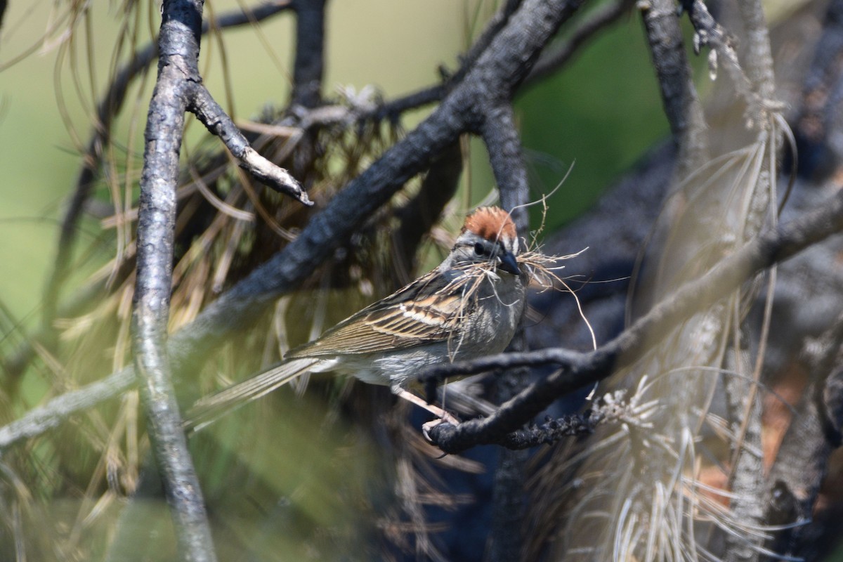 Chipping Sparrow - ML637448028