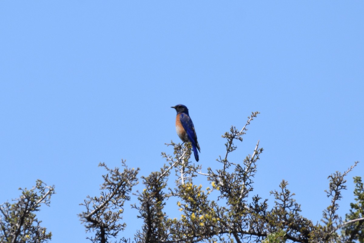 Western Bluebird - ML637448029