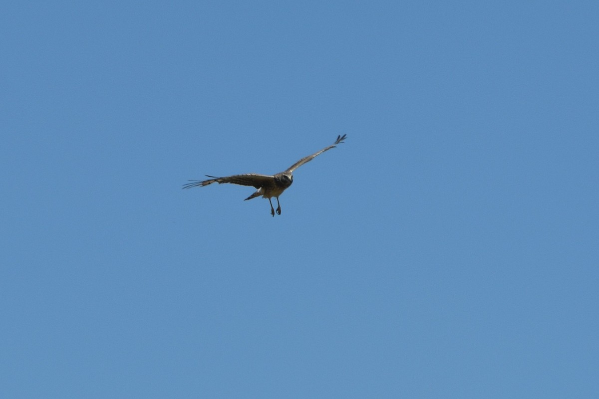 Northern Harrier - ML637448032