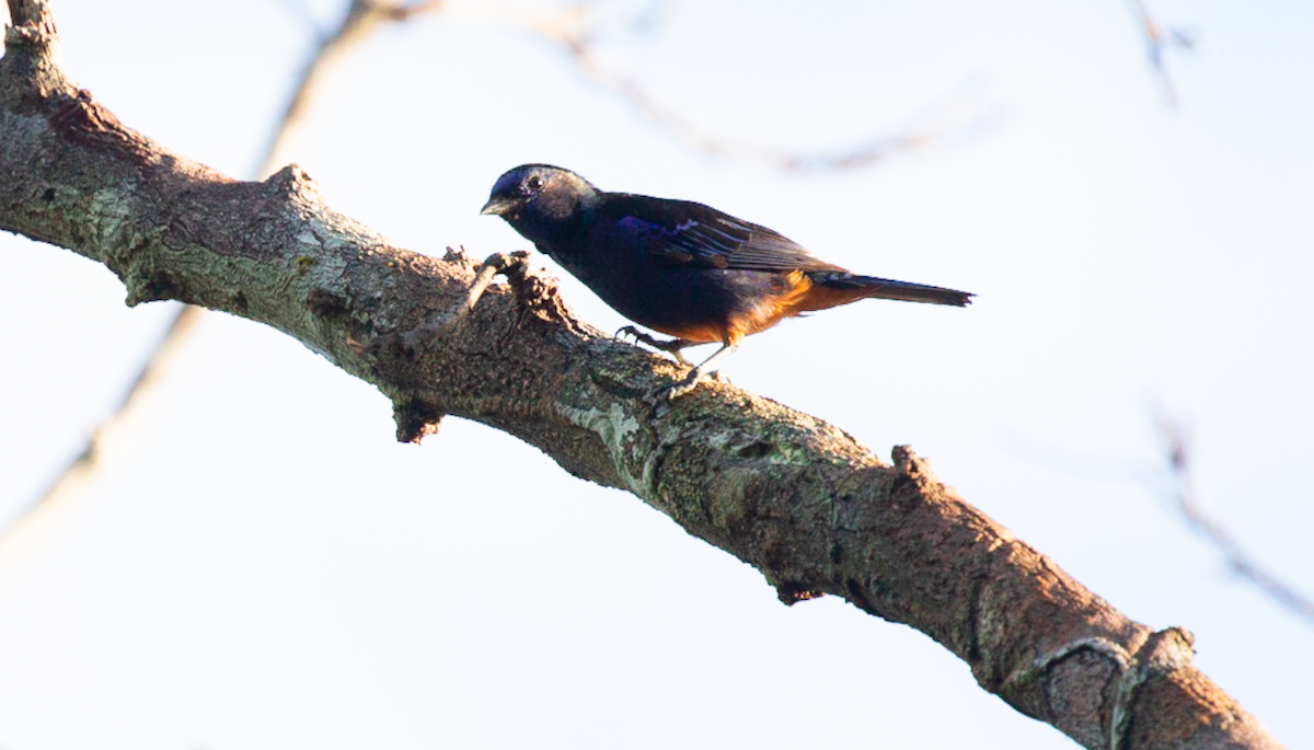 Opal-rumped Tanager - ML637448035